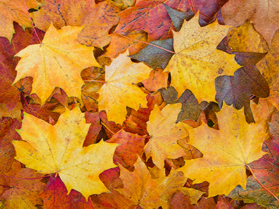 AutumLeaves G249_6926