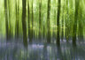 Bluebells